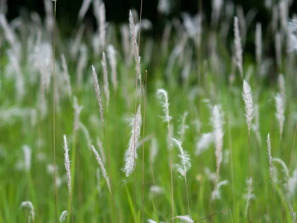 Vita gräs blommor i gröna betesmarker, svart bakgrund — Stockfoto