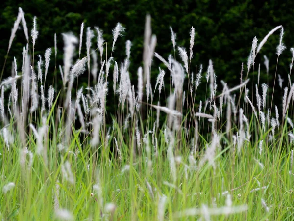 Flores de hierba blanca en pastos verdes, fondo negro — Foto de Stock