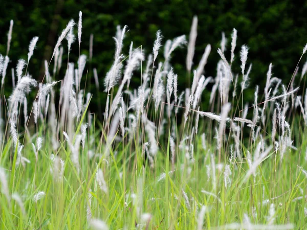 녹색 목초지, 검은 배경에 흰색 잔디 꽃 — 스톡 사진