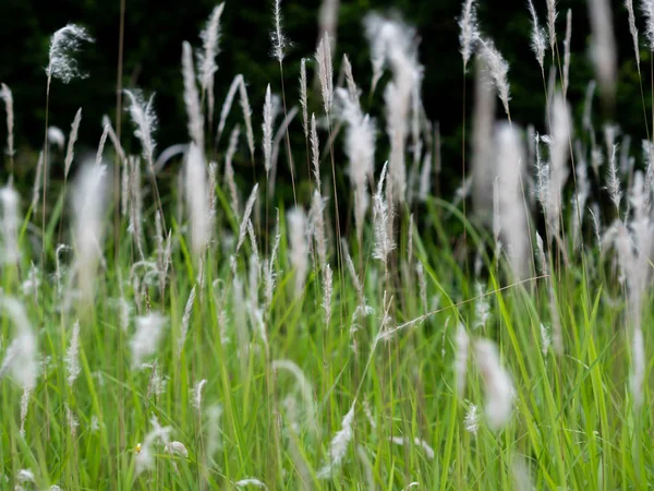 Flores de grama branca em pastos verdes, fundo preto — Fotografia de Stock