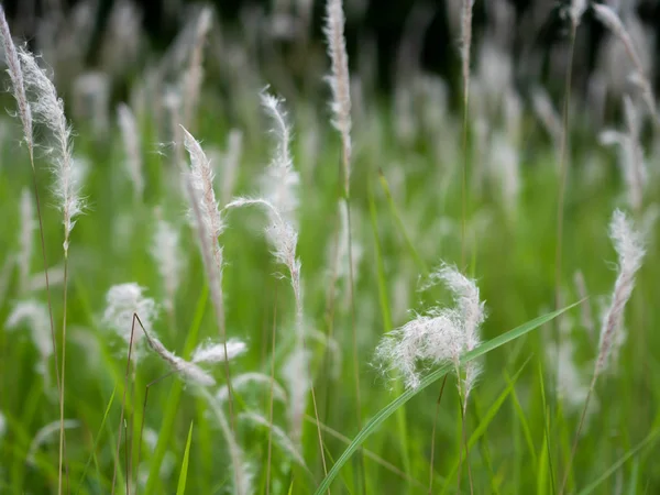 Fehér fű virágok Zöld legelőkön, fekete háttér — Stock Fotó