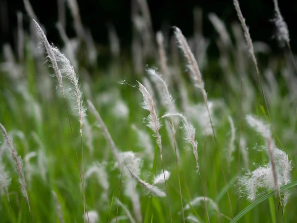 Flores de hierba blanca en pastos verdes, fondo negro —  Fotos de Stock