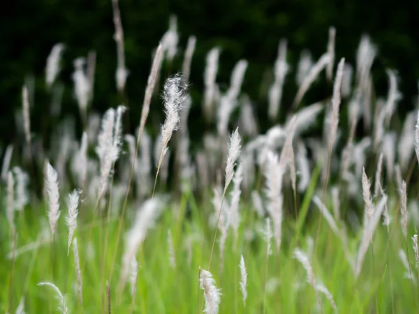 Vita gräs blommor i gröna betesmarker, svart bakgrund — Stockfoto