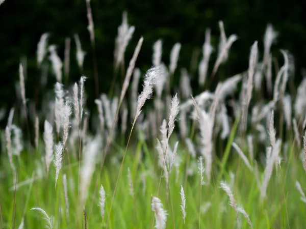 Fleurs d'herbe blanche dans les pâturages verts, fond noir — Photo