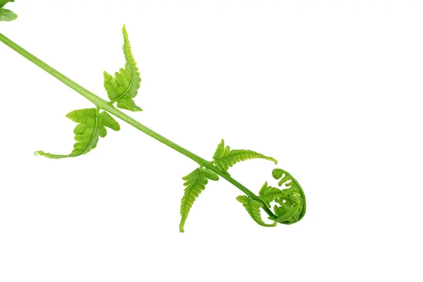 野菜シダ パコシダ 小野菜シダ 白い背景から隔離された緑の葉の詳細 — ストック写真