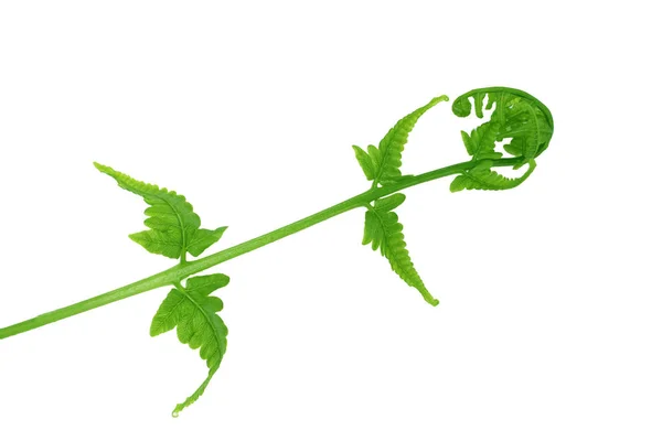 Podrobnosti Rostlinných Kapradině Paco Fern Malé Zeleninové Kapradí Zelené Listové — Stock fotografie