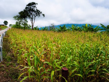 Dağların güzel manzara, mısır tarlaları ve beton ro