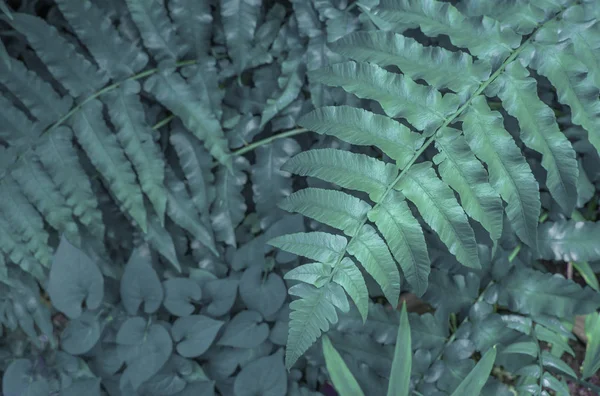 Многие Зеленые Листья Сложены Открытый Сад — стоковое фото