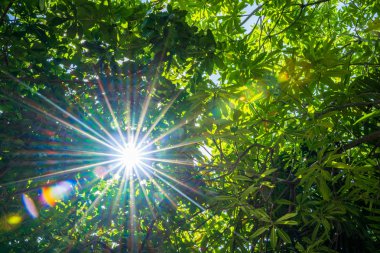 Yeşil ağaçlar ve güneş ışığı