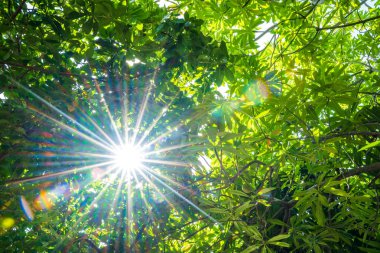 Yeşil ağaçlar ve güneş ışığı