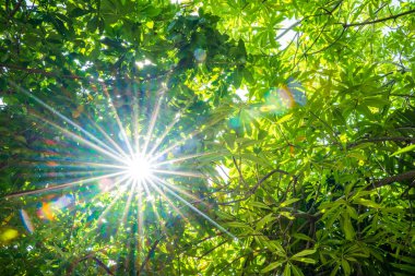 Yeşil ağaçlar ve güneş ışığı