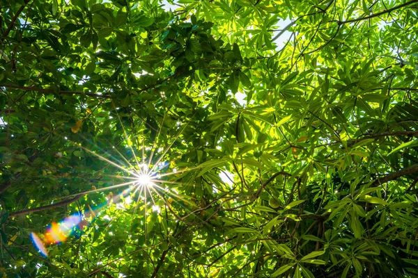 Árboles verdes y luz solar — Foto de Stock