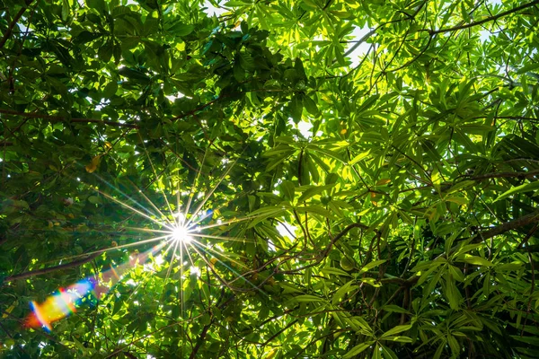 Árboles verdes y luz solar — Foto de Stock