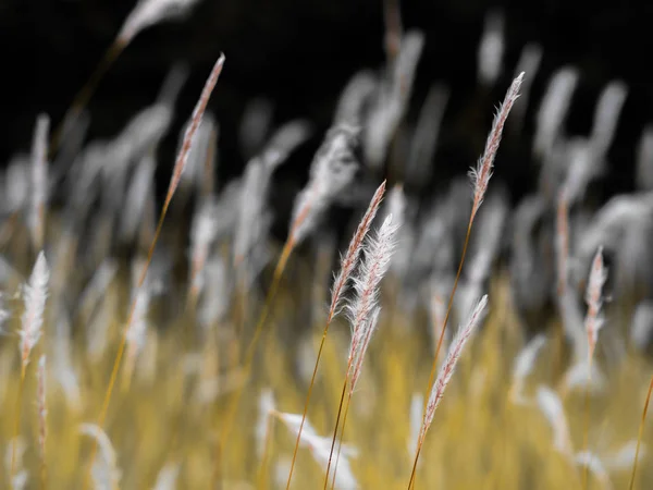 Białe kwiaty trawy na zielonych pastwiskach, czarne tło — Zdjęcie stockowe