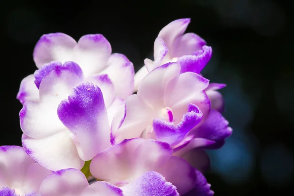 Detalhes das pétalas roxas da orquídea, Aerides rosea Lodd. Ex Lindl. & — Fotografia de Stock