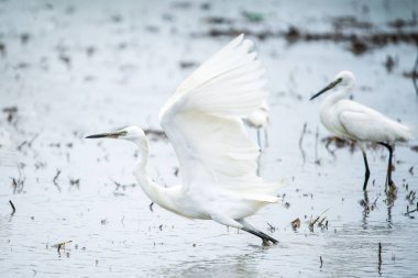 Beyaz Balıkçıl, Bittern, veya Egret Tayland.s alanlarda uçan