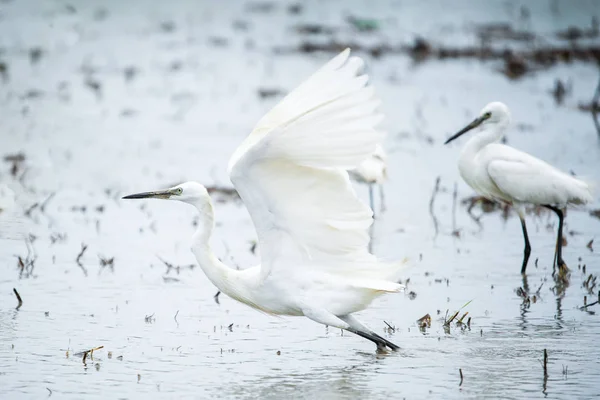 Czaple białe, Bittern lub egret pływające na polach w Tajlandii. s — Zdjęcie stockowe