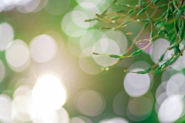 Bahçede yeşil yaprakların bulanık görüntüleri, Bulanık bokeh ve