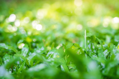 parkta yeşil çim yakın çekim, su yeşil çim üzerinde damla.