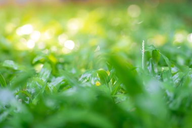 parkta yeşil çim yakın çekim, su yeşil çim üzerinde damla.