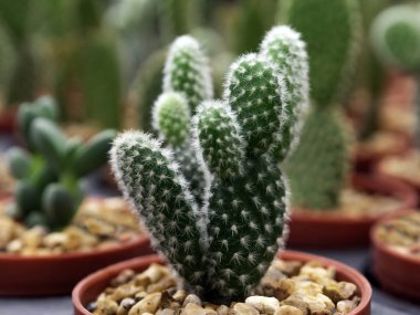 bahçede plastik pembe renk tencerede yeşil kaktüs. Bulanık t