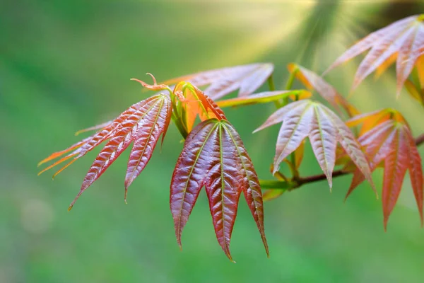 Maple Leaf in Thailand — Stockfoto