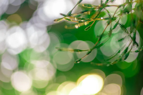 Imágenes borrosas de hojas verdes en el jardín, bokeh borrosa y — Foto de Stock