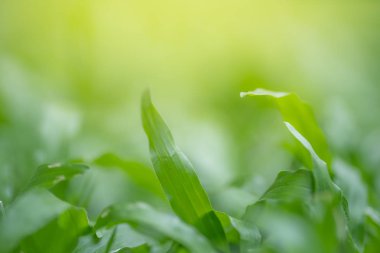yeşil arka plan için çim yumuşak odak closeup üst. Makro phot