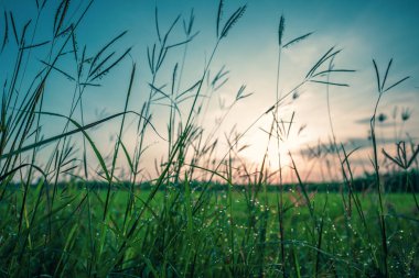 Sabah güneşine karşı çimlerin üzerindeki çiy damlaları pirinç tarlasını arka plan olarak kullanıyor. Yumuşak odaklı..