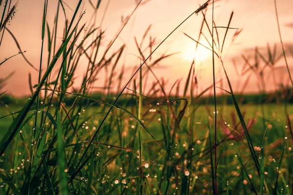Çimlerin üzerindeki çiy damlaları sabahlara karşı.