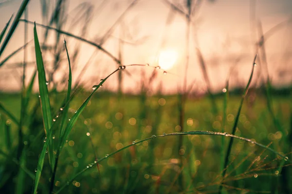 Bokeh drops of dew on the top of the grass against the morning s