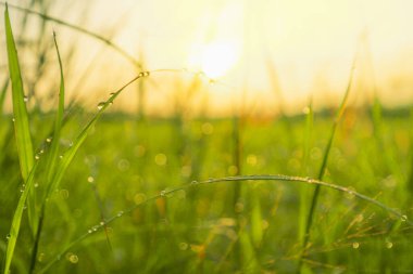 Tayland 'ın kırsal kesimlerindeki yeşil çimlere çiy damlaları sabah güneşiyle birlikte düşer..