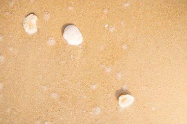 Deniz kabuğu ve dalga köpüğüyle kumsal. Sabah ışığı altında kabarcık dalgası.