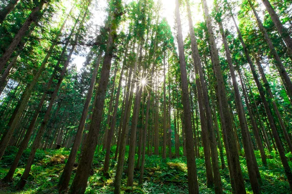 Sol Bosque Pinos Las Hojas Otoño Yamagata Japón — Foto de Stock