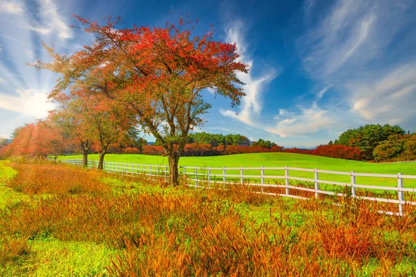 日本的绿色草地及美丽多彩的秋叶 — 图库照片