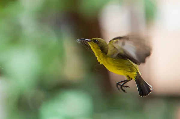 Όμορφη Flying Bird Olive Backed Sunbird Συγκέντρωση Για Χτίσει Μια — Φωτογραφία Αρχείου