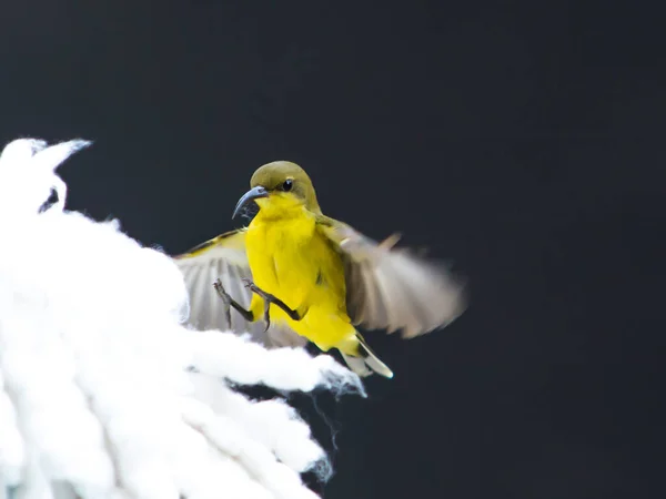 巣のビルダー ホームメーカーを構築するための美しい飛行鳥 オリーブに裏打ちされたサンバード 集まり ソフトフォーカス — ストック写真