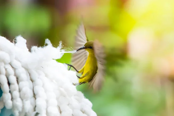 Hermoso Pájaro Volador Sunbird Respaldado Por Olivo Reuniéndose Para Construir — Foto de Stock