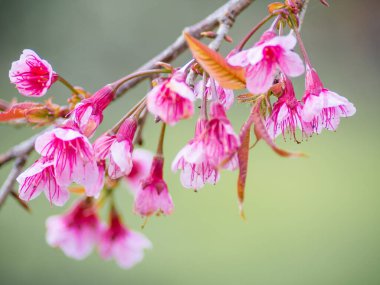 Vahşi Himalaya kiraz çiçeği (Prunus cerasoides), Khun Wang, Chiang Mai Eyaleti, Tayland 'da çiçek açar..