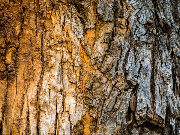 Baumrinde Hintergrund Geprägte Textur Der Braunen Rinde Eines Baumes Trockene — Stockfoto