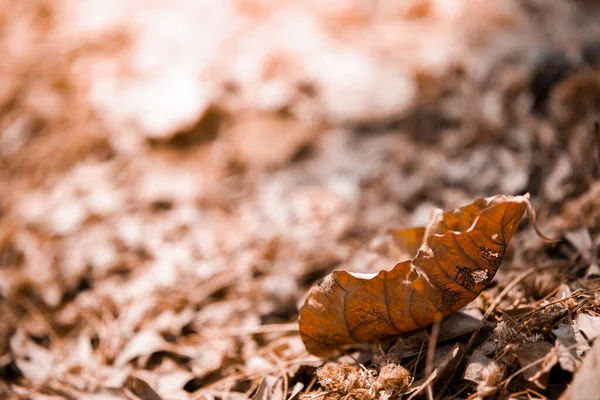 Profundidade Rasa Campo Tiro Brown Folhas Secas Pilha Chão — Fotografia de Stock