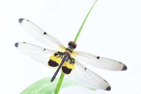 Mělká Hloubka Polního Záběru Vážky Sedící Zelené Trávě Bílé Pozadí — Stock fotografie