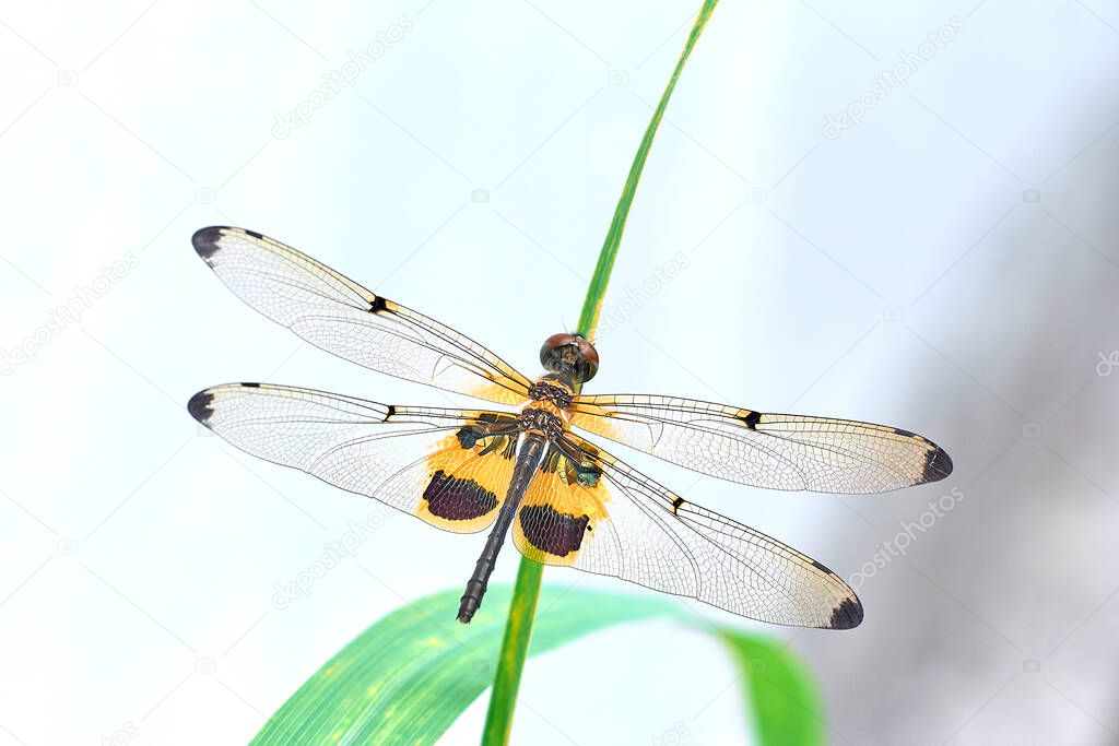 Shallow depth of field shot of dragonfly perching on green grasses white background closeup in the garden.soft focus.