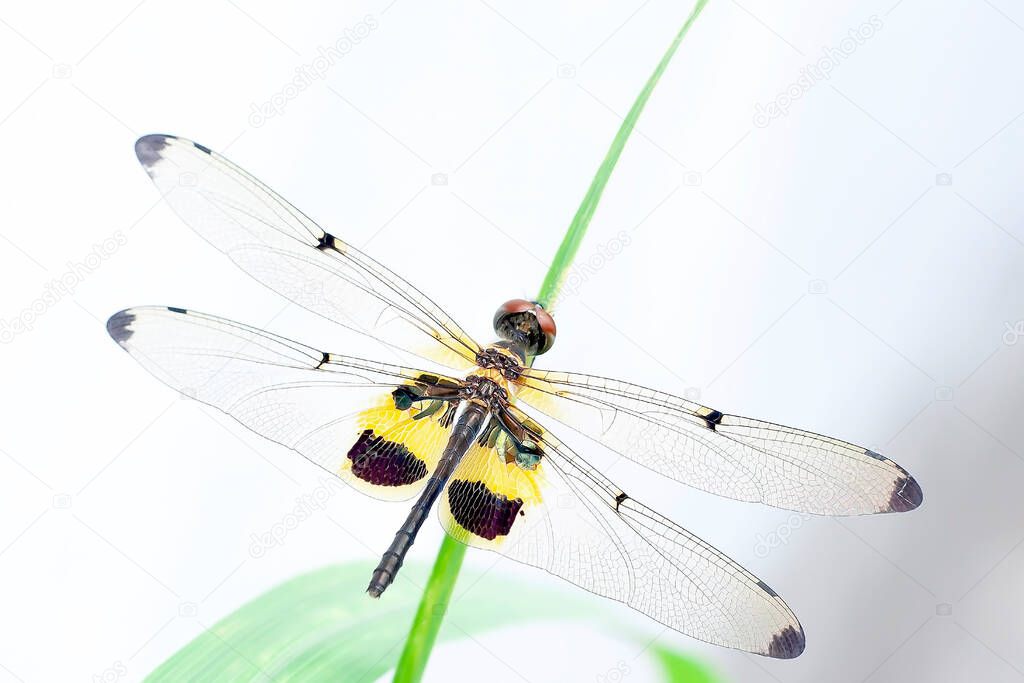 Shallow depth of field shot of dragonfly perching on green grasses white background closeup in the garden.soft focus.