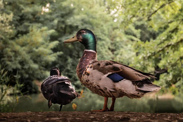 Canard Sur Lac Dans Parc Été Verdoyant — Photo