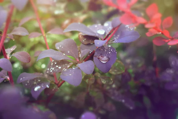 Θάμνος Βιολετί Φύλλα Καλύπτονται Σταγόνες Της Βροχής — Φωτογραφία Αρχείου
