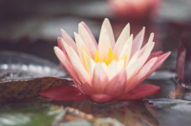 Pembe lotus. Açık yeşil arka planı üzerinde egzotik tropik çiçek. Nilüfer. Yeşillik