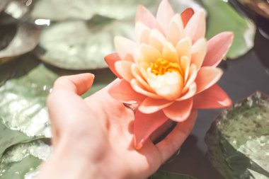 Parlak pembe lotus ile bir kadın eli. Açık yeşil arka planı üzerinde egzotik tropik çiçek. Nilüfer. Yeşillik