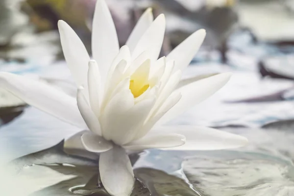 Vita Fräscha Lotusblomma Bland Dammen Exotiska Tropiska Blommor Grön Bakgrund — Stockfoto