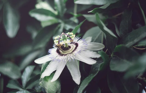 Fiore Azzurro Passiflora Passiflora Caerulea Foglie Nel Giardino Tropicale Bellissimo — Foto Stock